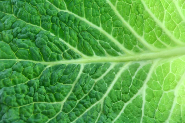 stock image Leaf of Ripe Savoy Cabbage