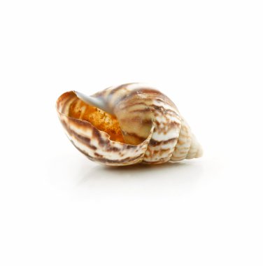 beyaz izole renkli seashell tarak