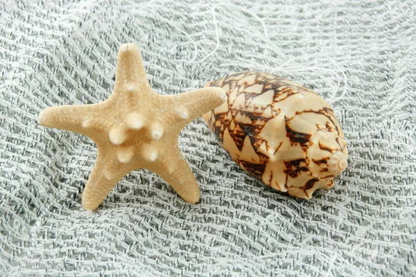 Färgade Seashell (sjöstjärnor och pilgrimsmussla) på en Fis — Stockfoto