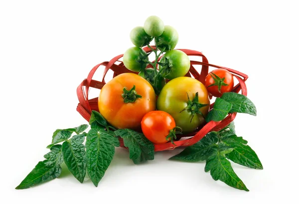 Olgun domates (natürmort) izole sepetle — Stok fotoğraf