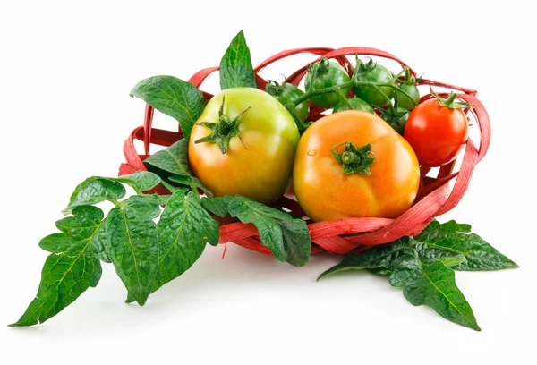 Basket with Ripe Tomatoes (Still Life) Isolated — Stock Photo, Image