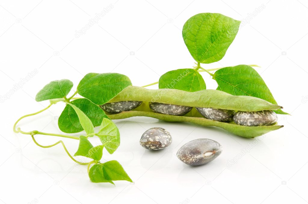 Ripe Haricot Beans with Seed and Leaves Isolated
