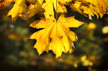 Vibrant Autumn Colors