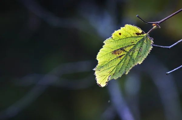 Stock image Green leaf