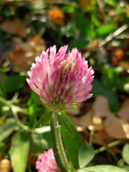 stock image Clover flower