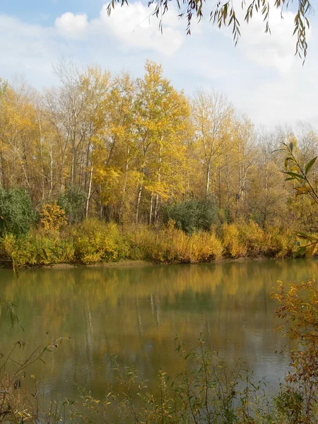 stock image Golden autumn