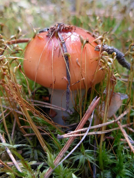 Small mushroom grows in moss — Stock Photo, Image