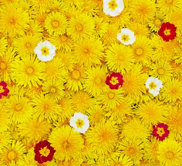 Um monte de flores close-up — Fotografia de Stock