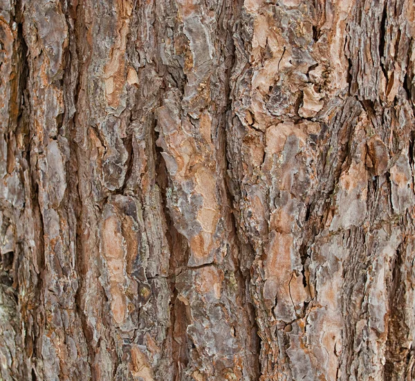 stock image Bark of pine