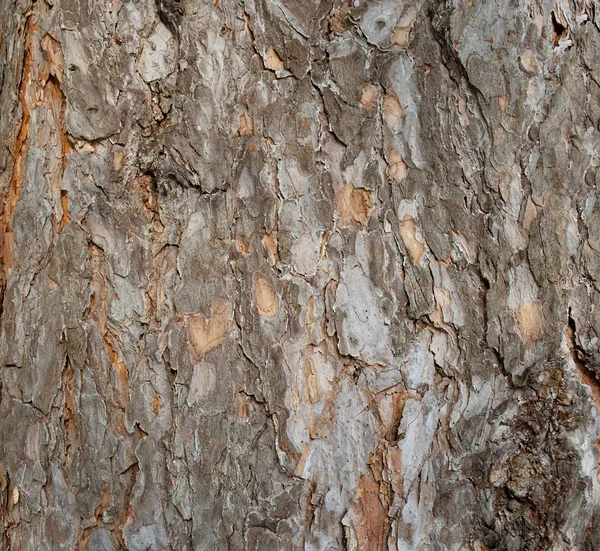 stock image Bark of pine