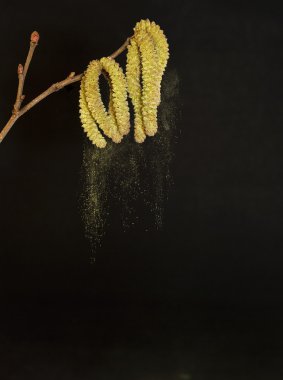 Pollen falling from birch