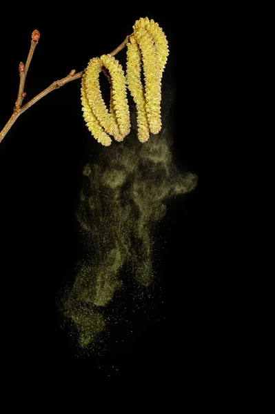 Pollen hullanak nyír — Stock Fotó