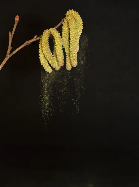Pollen falling from birch — Stock Photo, Image