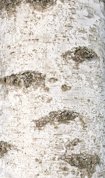 白樺の樹皮 ストック画像