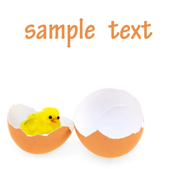 Chicken in the eggshell — Stock Photo, Image