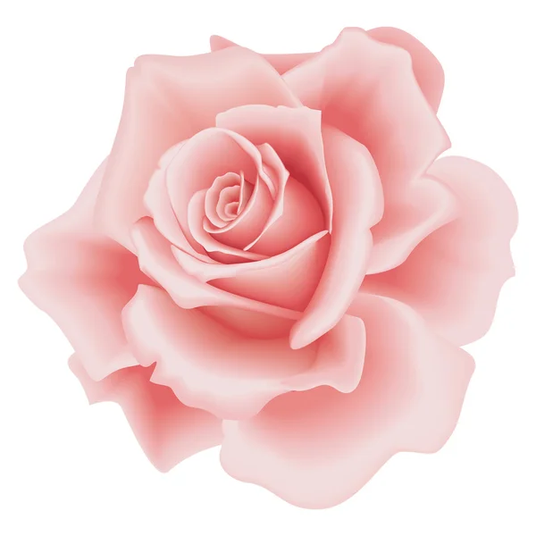 Isolated Pink Rose — Stock Vector