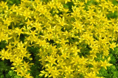 goldmoss stonecrop