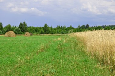 buğday alanı 3