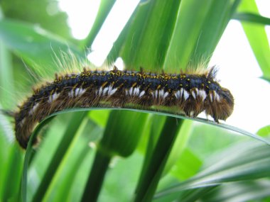 Caterpillar clipart