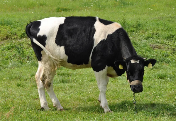 黒の白い牛 — ストック写真