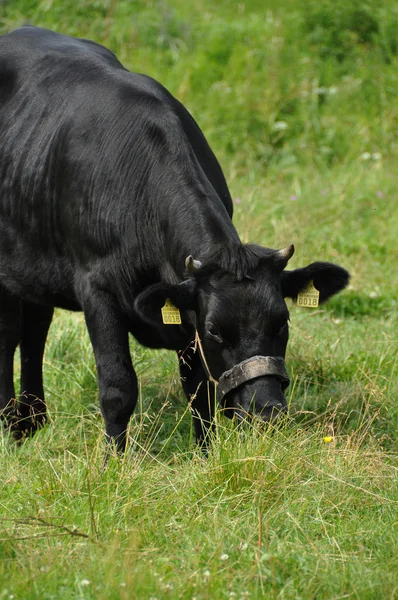 Czarny cow3 — Zdjęcie stockowe