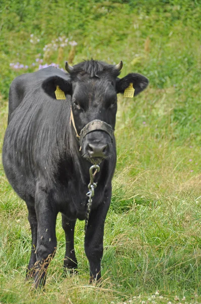 Czarna krowa — Zdjęcie stockowe