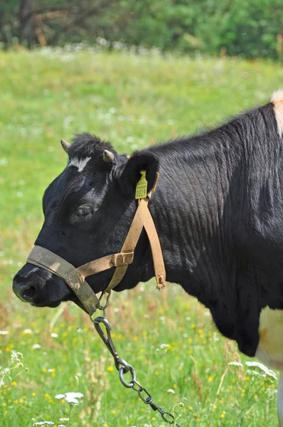 Vaca Albă 3 — Fotografie, imagine de stoc