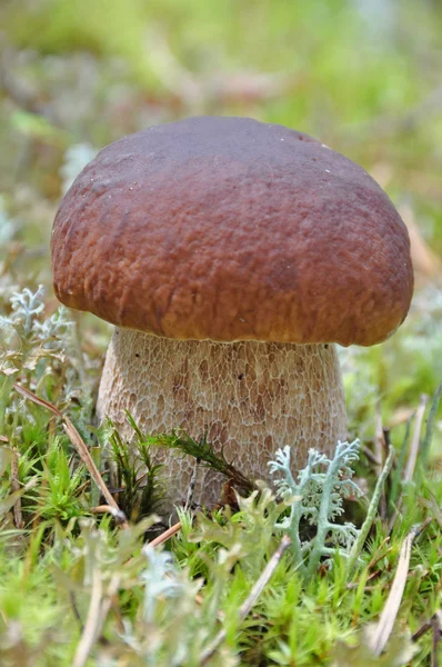 stock image White Mushroom