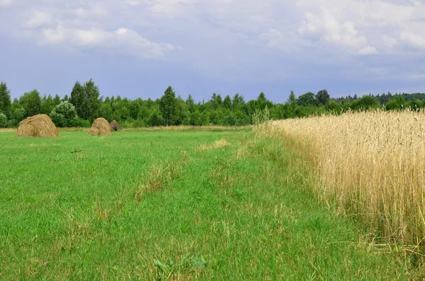 stock image Wheat field 3