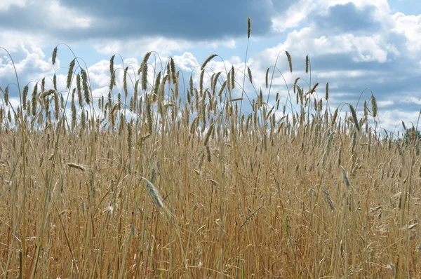 Пшеничное поле 4 — стоковое фото