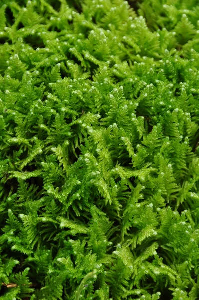 stock image Green Moss