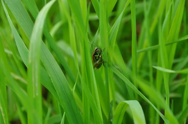 Insectos de hierba — Foto de Stock