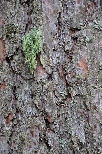 Cortex lichen — Stock Photo, Image