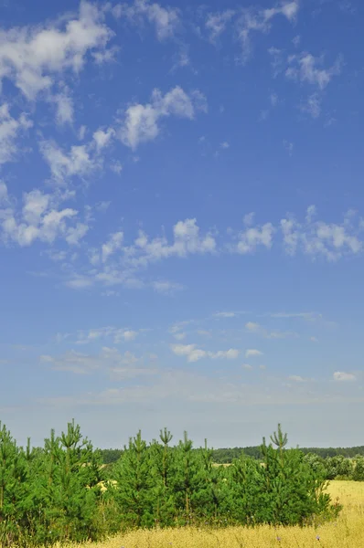 Çam gökyüzü — Stok fotoğraf
