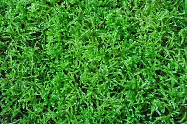 stock image Green Moss