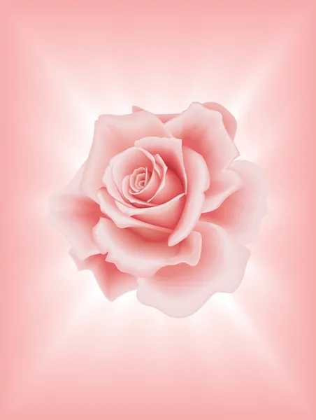 ピンクのバラ — ストックベクタ