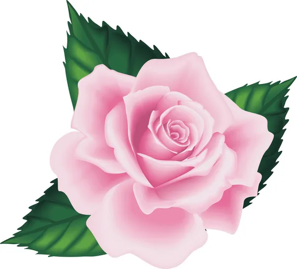 分離のピンクのバラの葉 — ストックベクタ