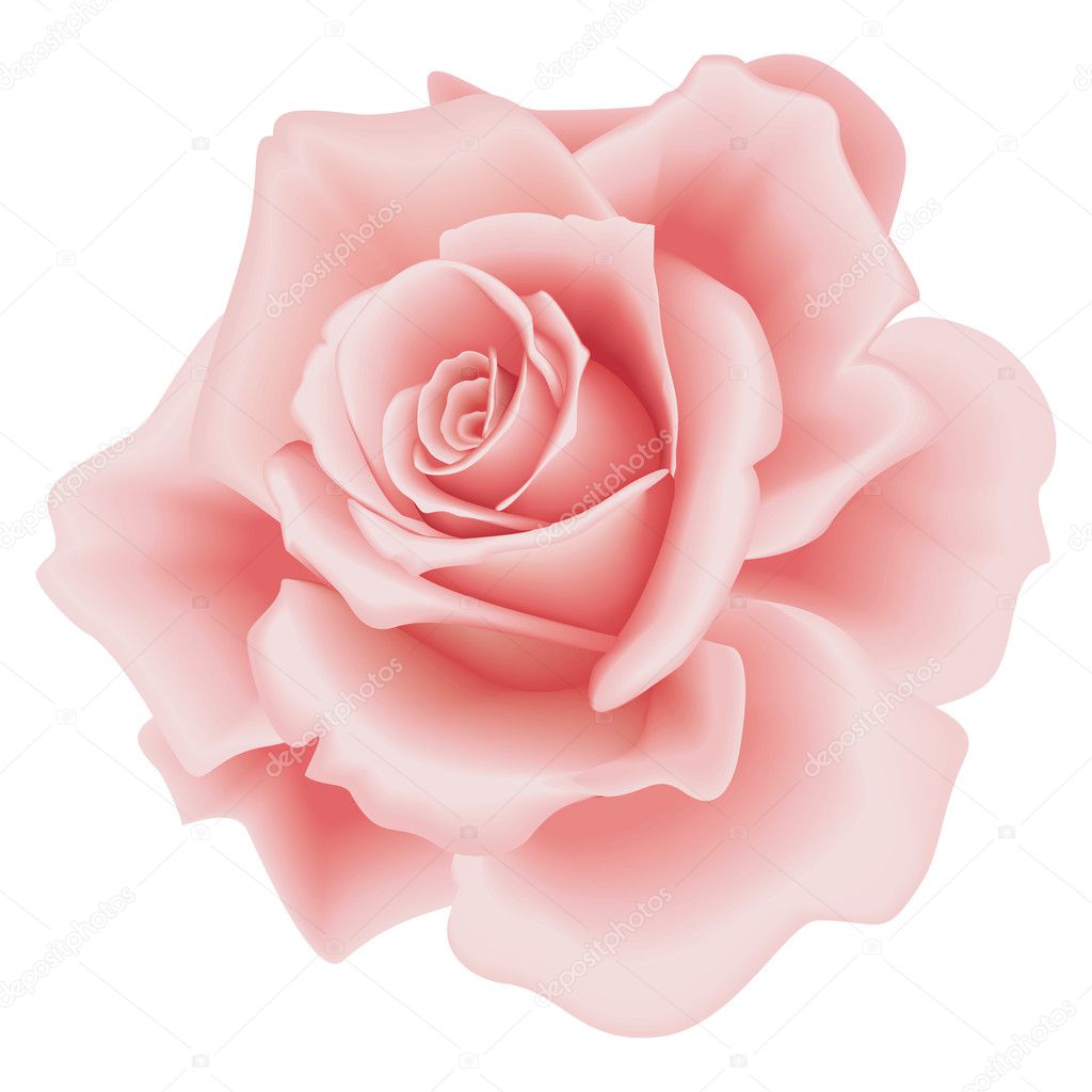 Isolated Pink Rose Stock Vector by ©Xelissa 1894155