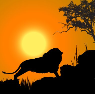 Lion, wildlife, sun backgroun clipart