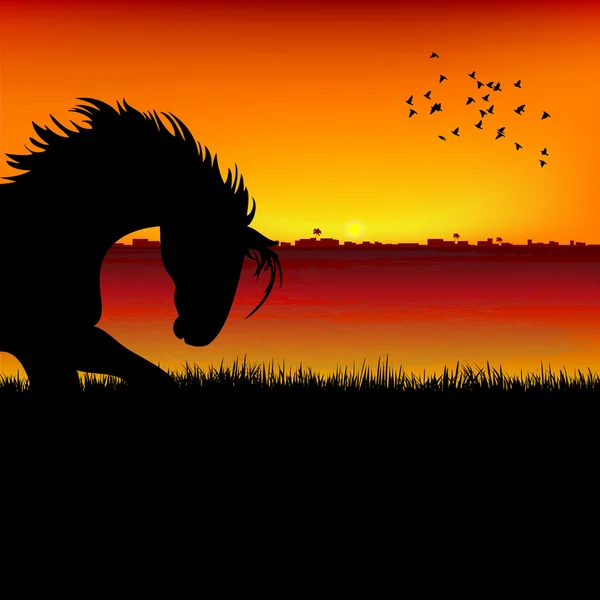 Cheval, fond de coucher de soleil — Photo