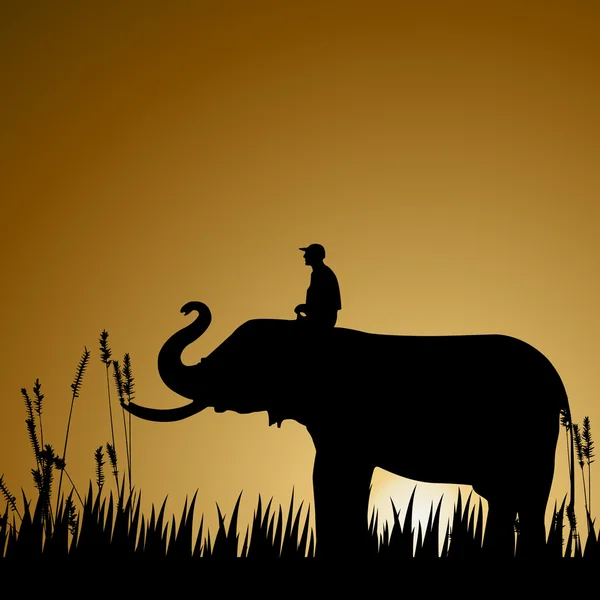 Ελέφαντας με ανθρώπινη, άγρια ζωή — Φωτογραφία Αρχείου