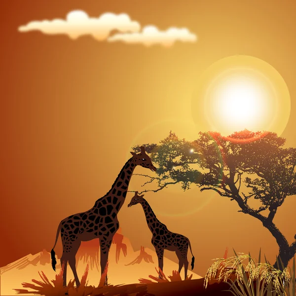 Silhouette de girafe — Photo