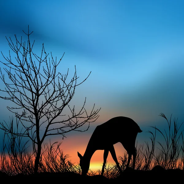 Vista de silueta de un ciervo comiendo hierba —  Fotos de Stock