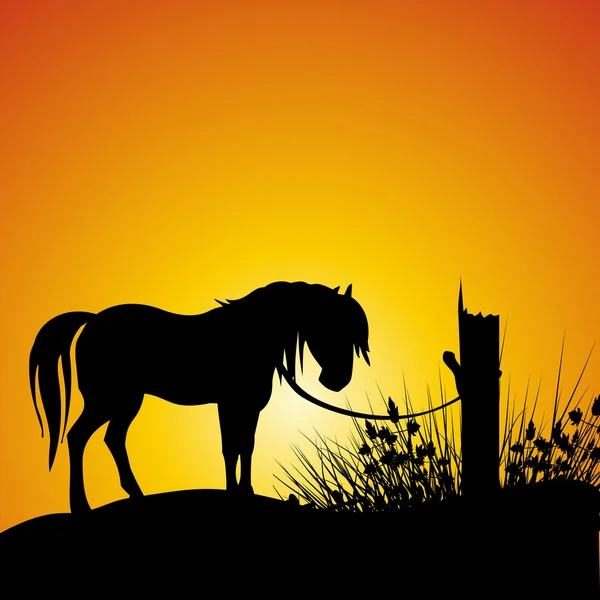 Silhouette view of a horse — Stock Photo, Image