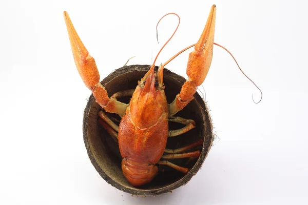 水煮小龙虾 — 图库照片