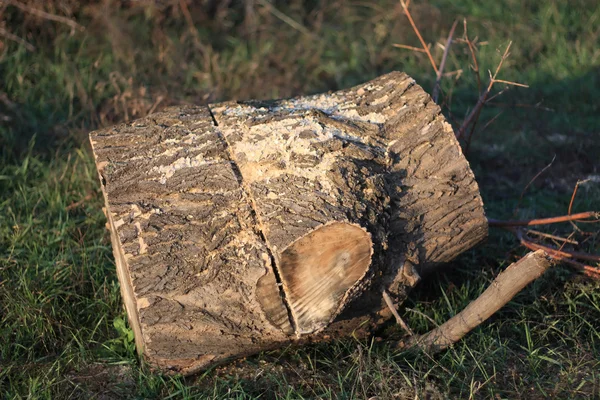 stock image Little brown logs