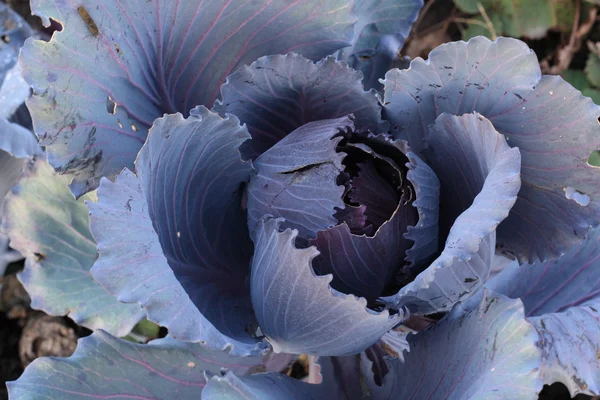 Big beautiful purple red cabbage — Stock Photo, Image
