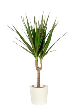 Dracaena in a pot the isolated clipart