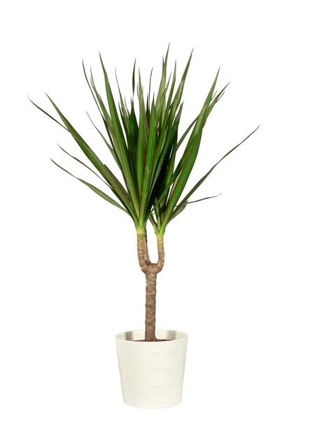 Dracaena in a pot the isolated — Stock Photo, Image