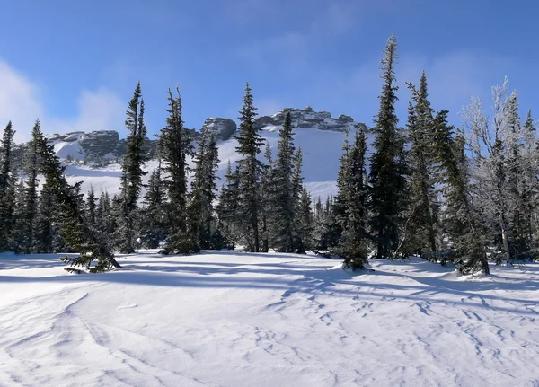 Bevroren pasvorm-bomen op rock achtergrond — Stockfoto